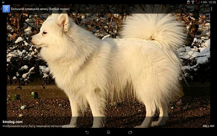 Немецкий шпиц гроссшпиц