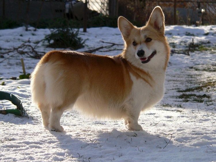 Собаки породы вельш корги пемброк