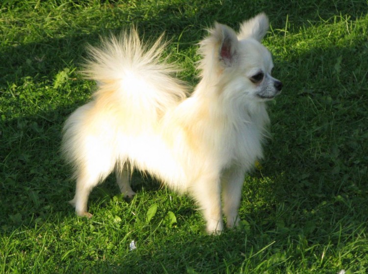 Чихуахуа белая пушистая