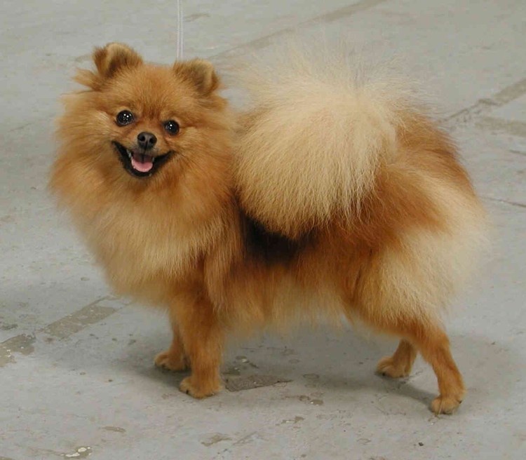 Померанский шпиц хвост