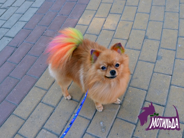 Радужный померанский шпиц
