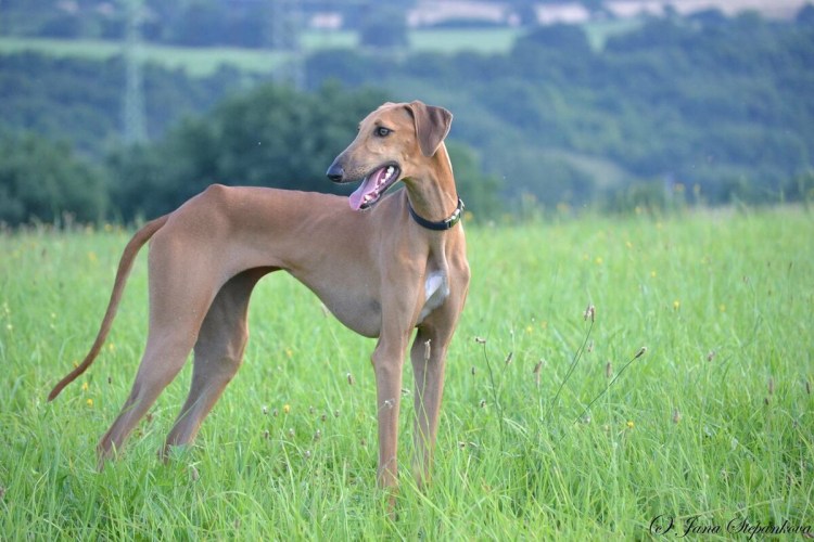 Гончая Левретка
