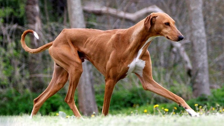 Порода Левретка борзая