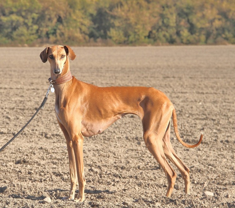 Азавак Африканская борзая