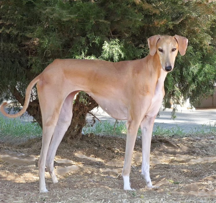 Левретка порода собак