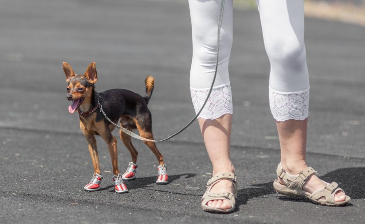 Гончая салюки