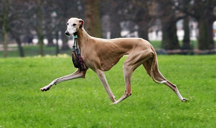 Хортая борзая