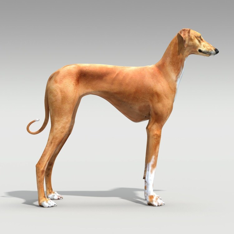 Левретка порода собак