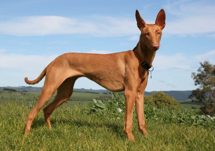 Русская псовая борзая экстерьер