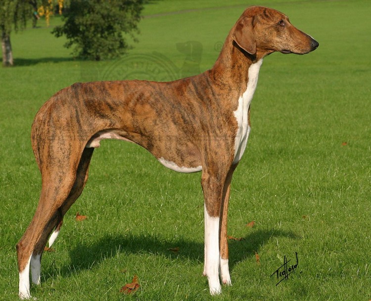 Ивисская гончая Поденко ибиценко