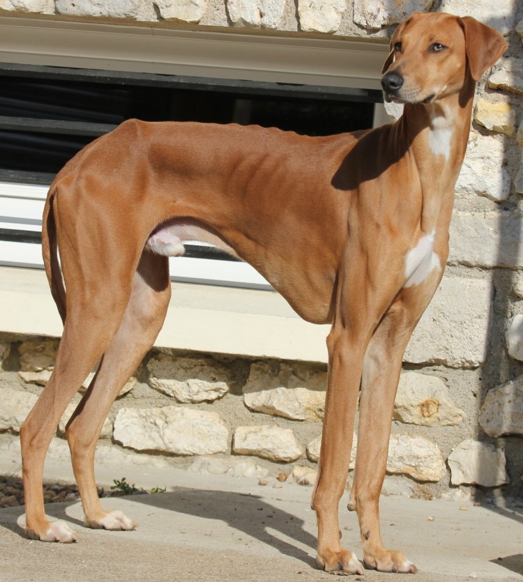 Азавак Левретка черная