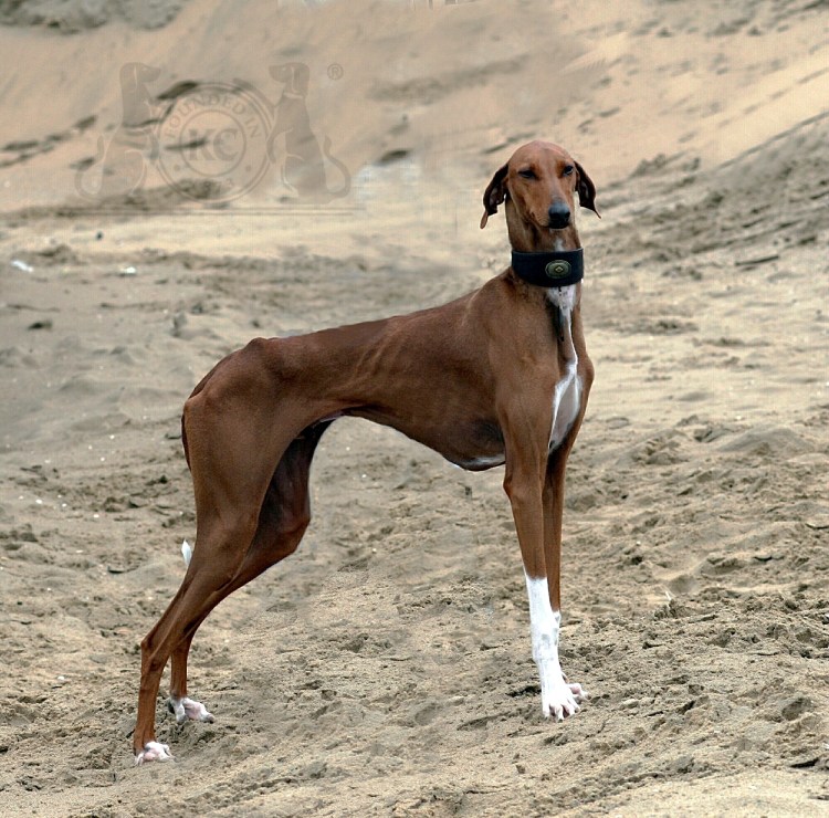 Гончая Левретка