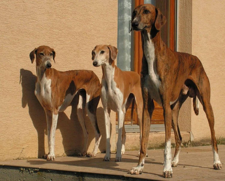 Маленькая собака со стоячими ушами