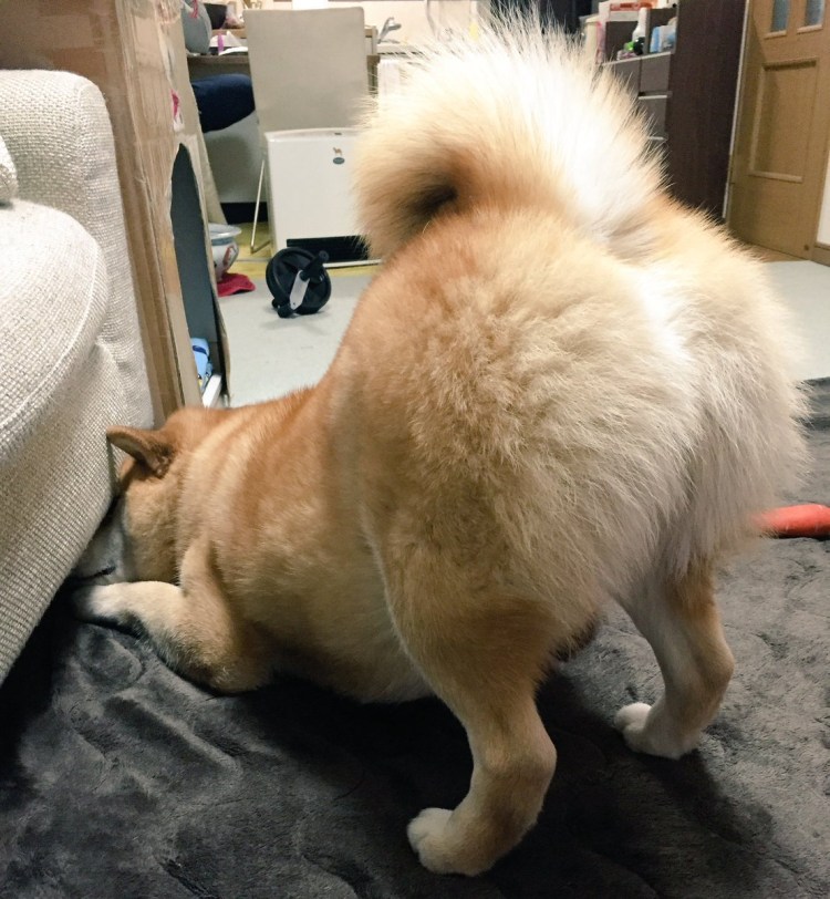 Подлиза картинки прикольные