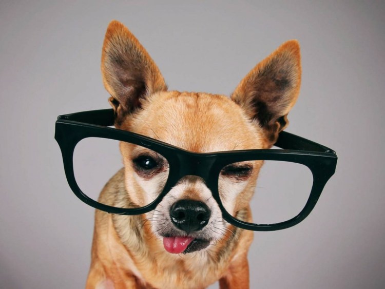 Животные в очках