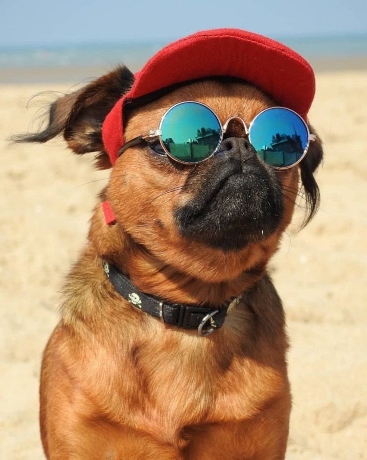 Собака в очках