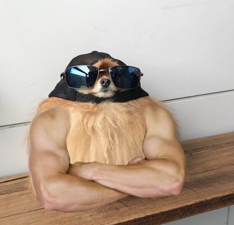 Как выглядит собачья попа