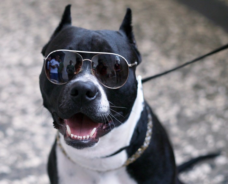 Самые крутые собаки