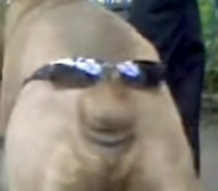 Собака с очками на хвосте