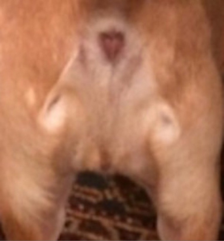 Собака в лифчике