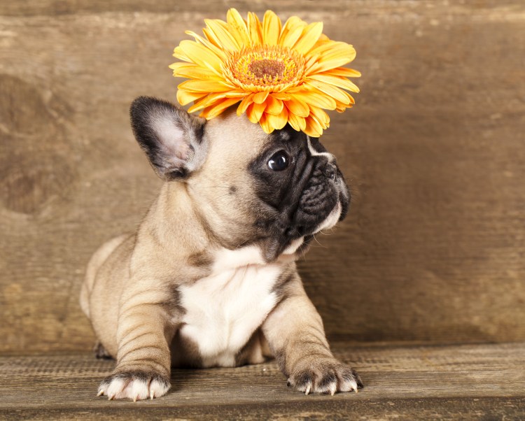 Французский бульдог с цветком в зубах фото