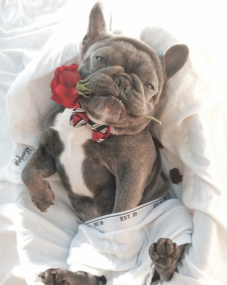 Фотосессия с французским бульдогом