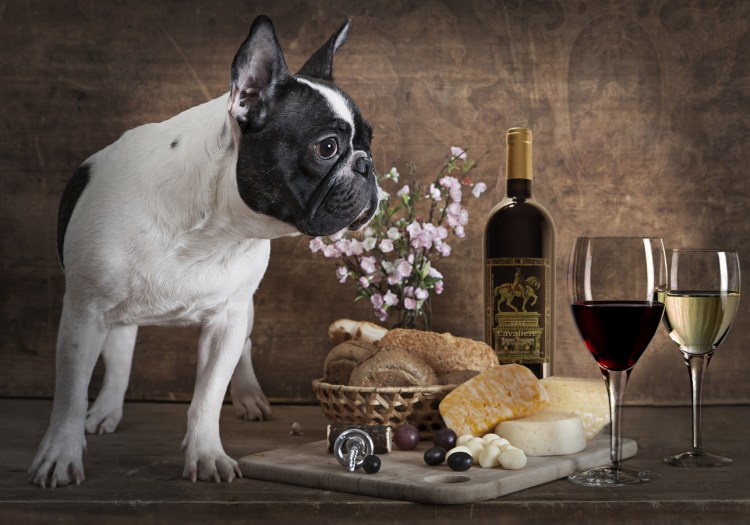 Вино с французским бульдогом