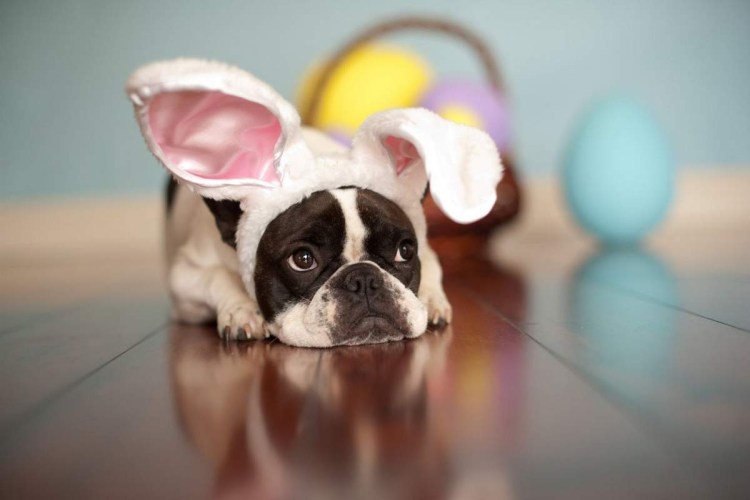 Французский бульдог Панда