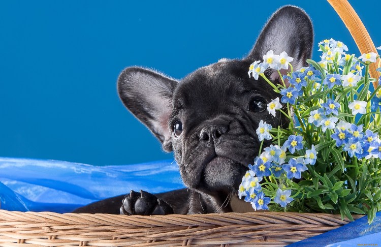 Французский бульдог