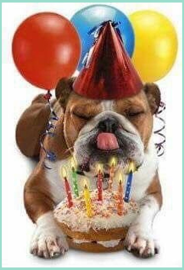 С днём рождения английский бульдог