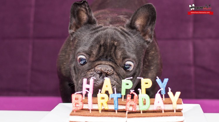 Открытки с днём рождения с французским бульдогом