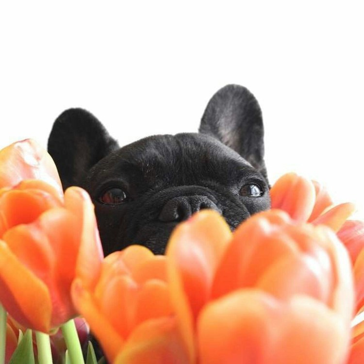 Французский бульдог с цветочком