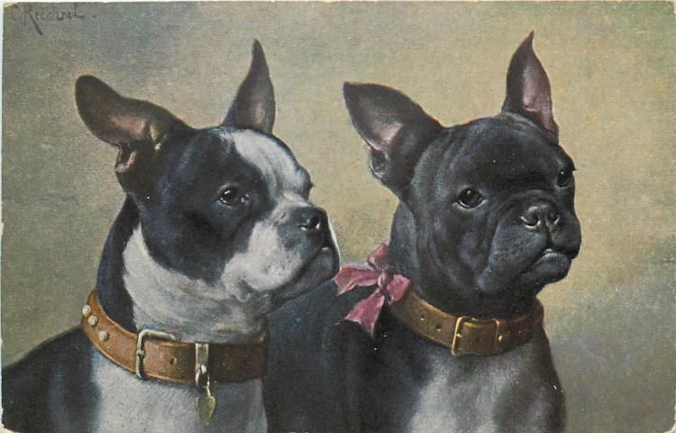 Бостон терьер Аристократ