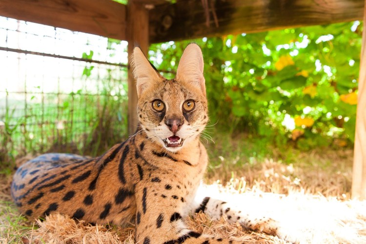 Кошка породы сервал