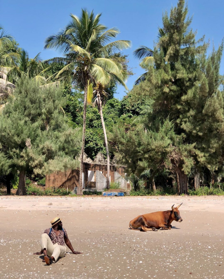 Абиссинская Саванна кошка
