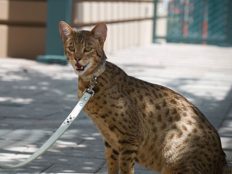 Кошка породы Ашера фиолетовая