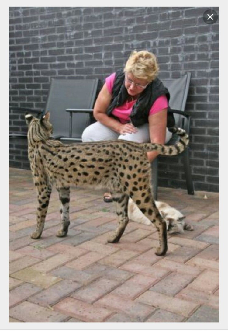 Сенегал прикол