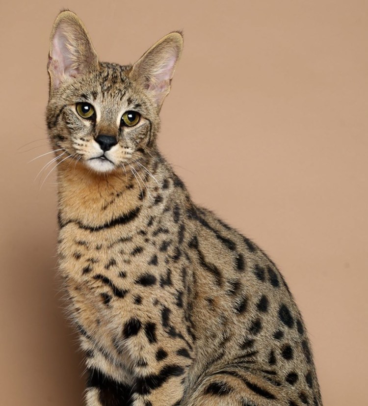 Саванна Ашера кошка