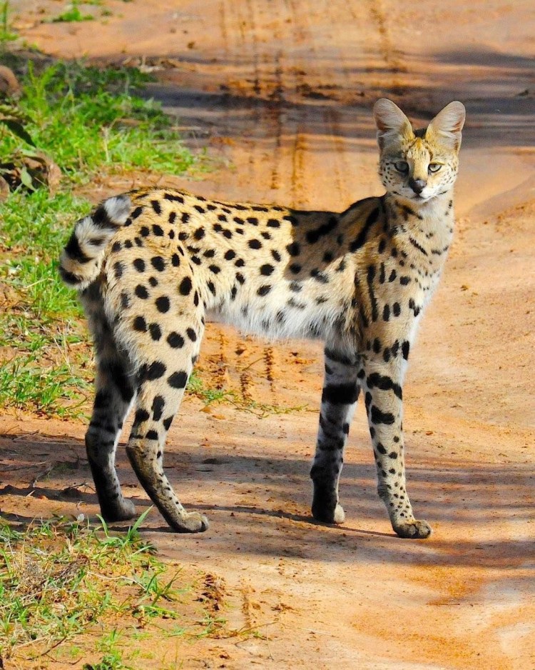 Кот породы сервал