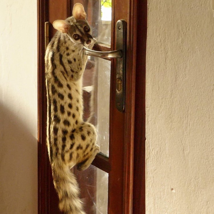 Город Тиес Сенегал