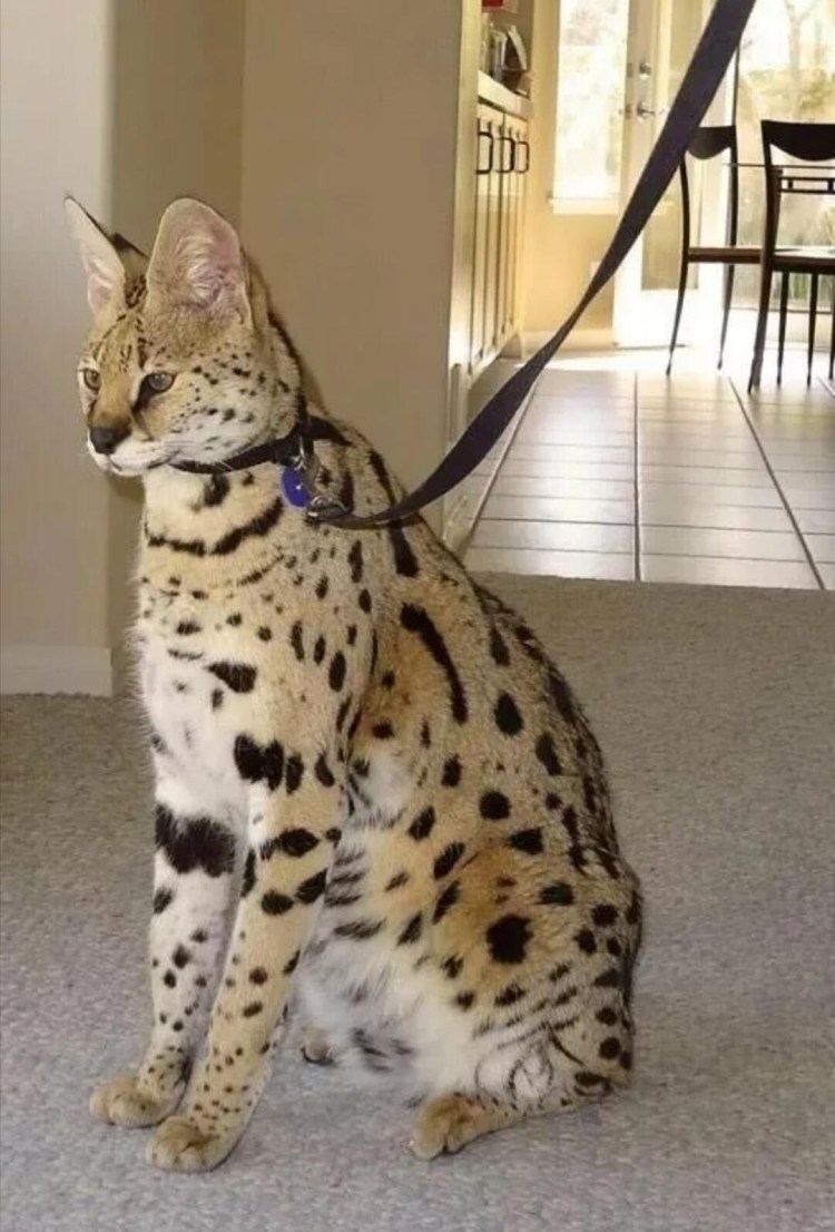 Саванна Ашера