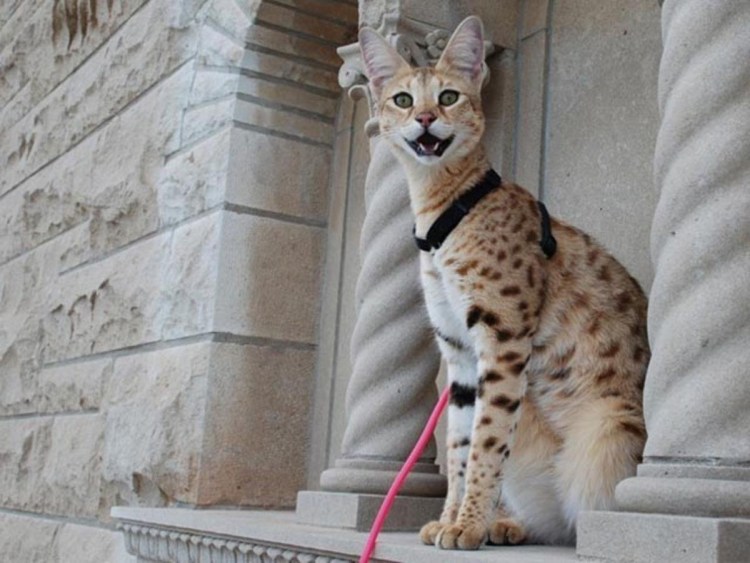 Мейн кун Ашера