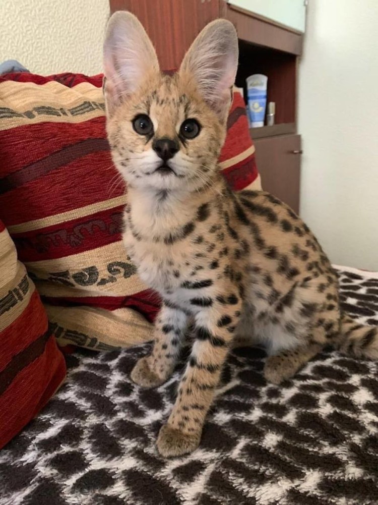 Кот породы сервал