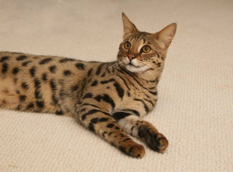 Саванна Ашера котенок