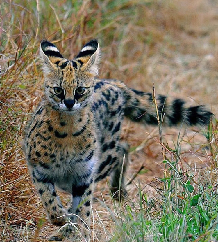 Сафари порода кошек