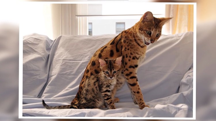 Пятнистое дикое животное