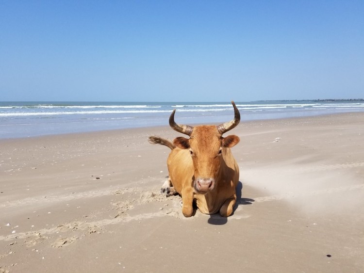 Сервал кошка