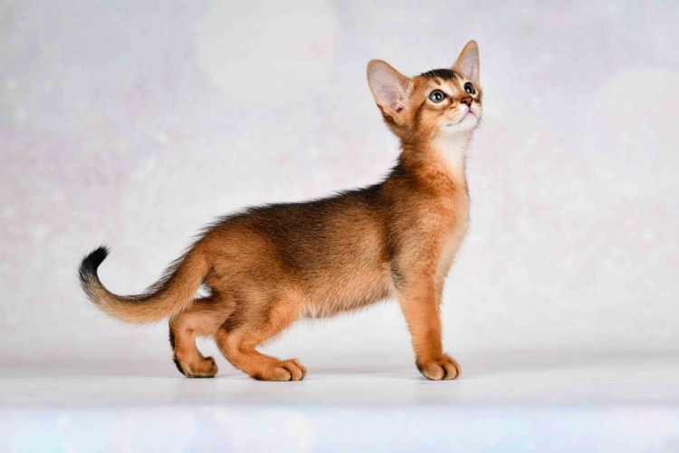 Абиссинская кошка рыжего окраса метис