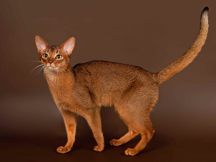 Абиссинская кошка