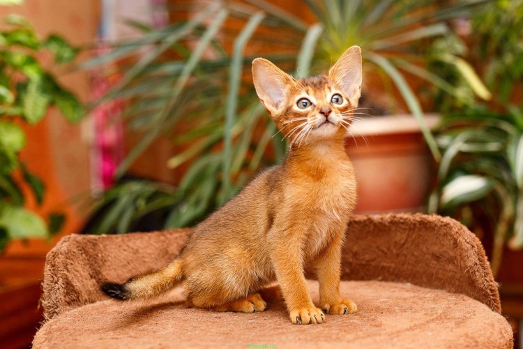 Черный абиссинец